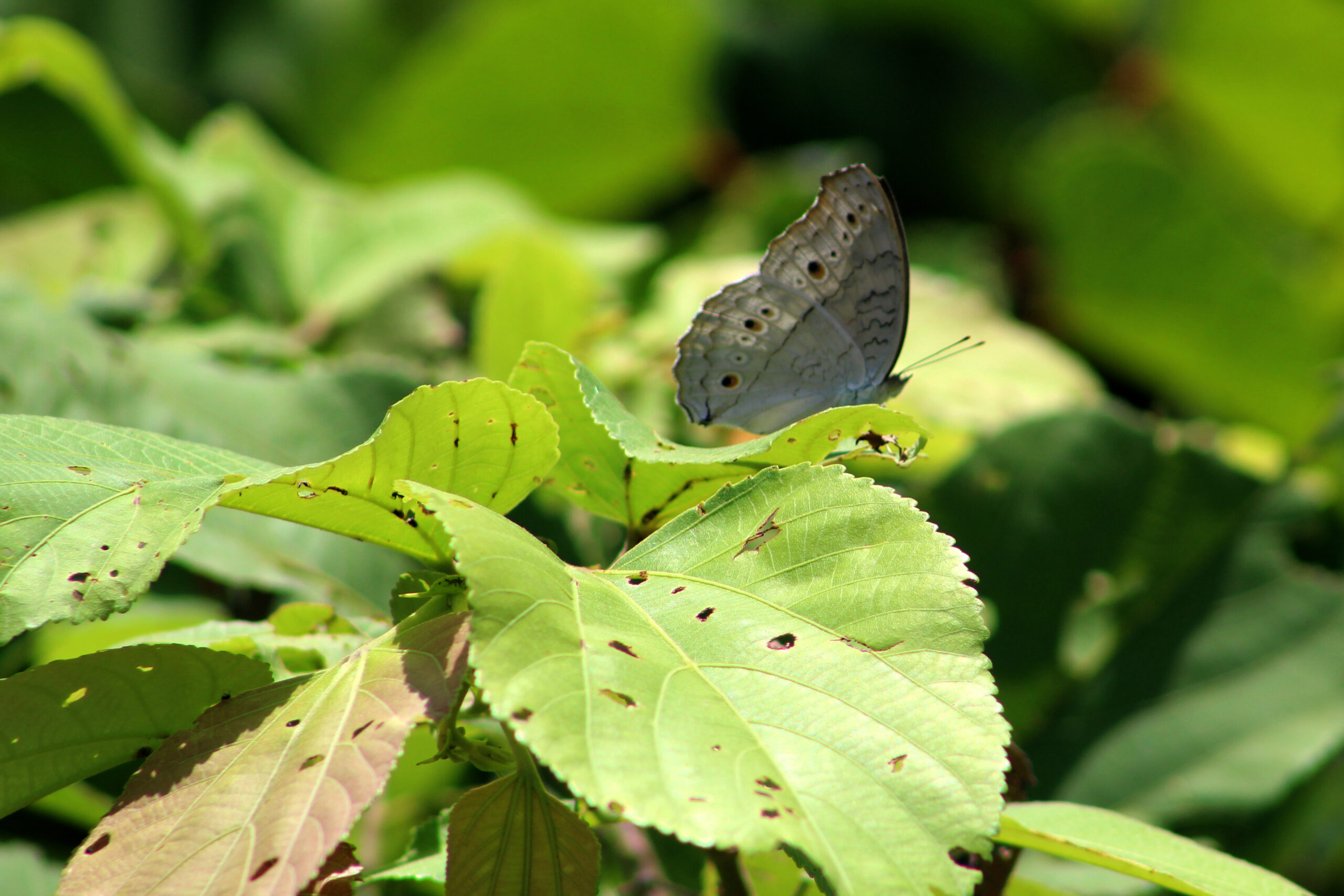 Grey Pansy Butterfly