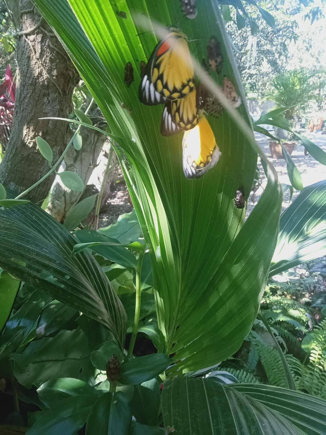 Jezebel Butterfly